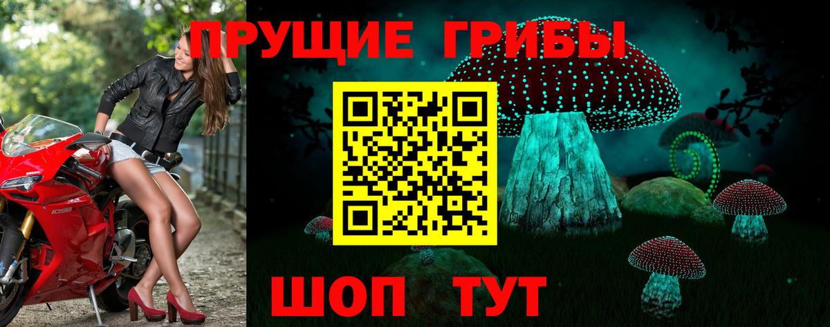 Псилоцибиновые грибы GOLDEN TEACHER  купить закладку  Вход с VPN  Сарапул  Псилоцибиновые грибы прущие грибы 